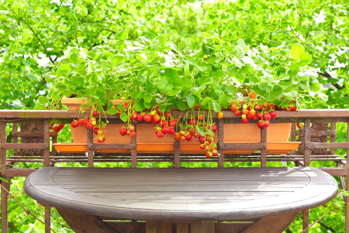 Strawberry plants with ripe fruits in a balcony railing planter.