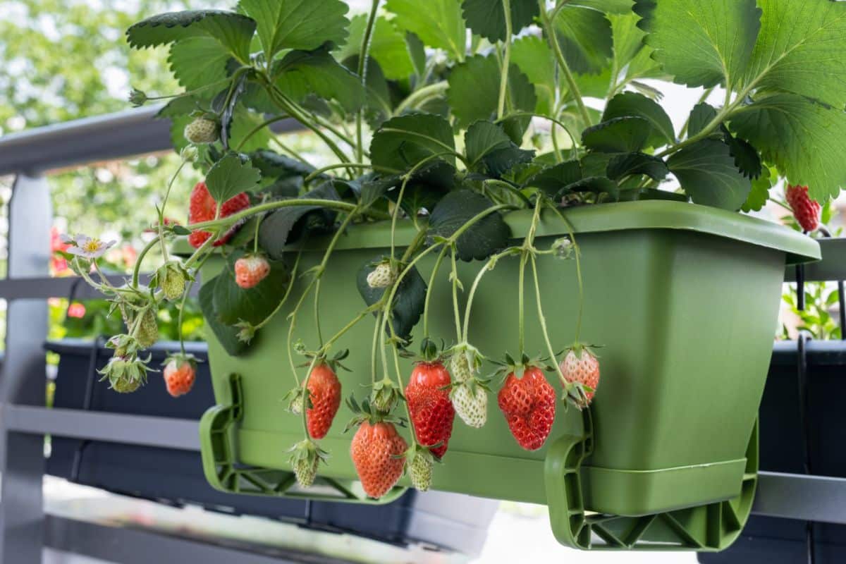 Strawberries on the stem spilling out on a hanging planter box