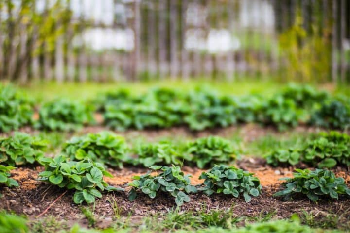 How To Space Everbearing Strawberries Arrangement Tips Strawberry   2 Strawberry Rows 720x480 