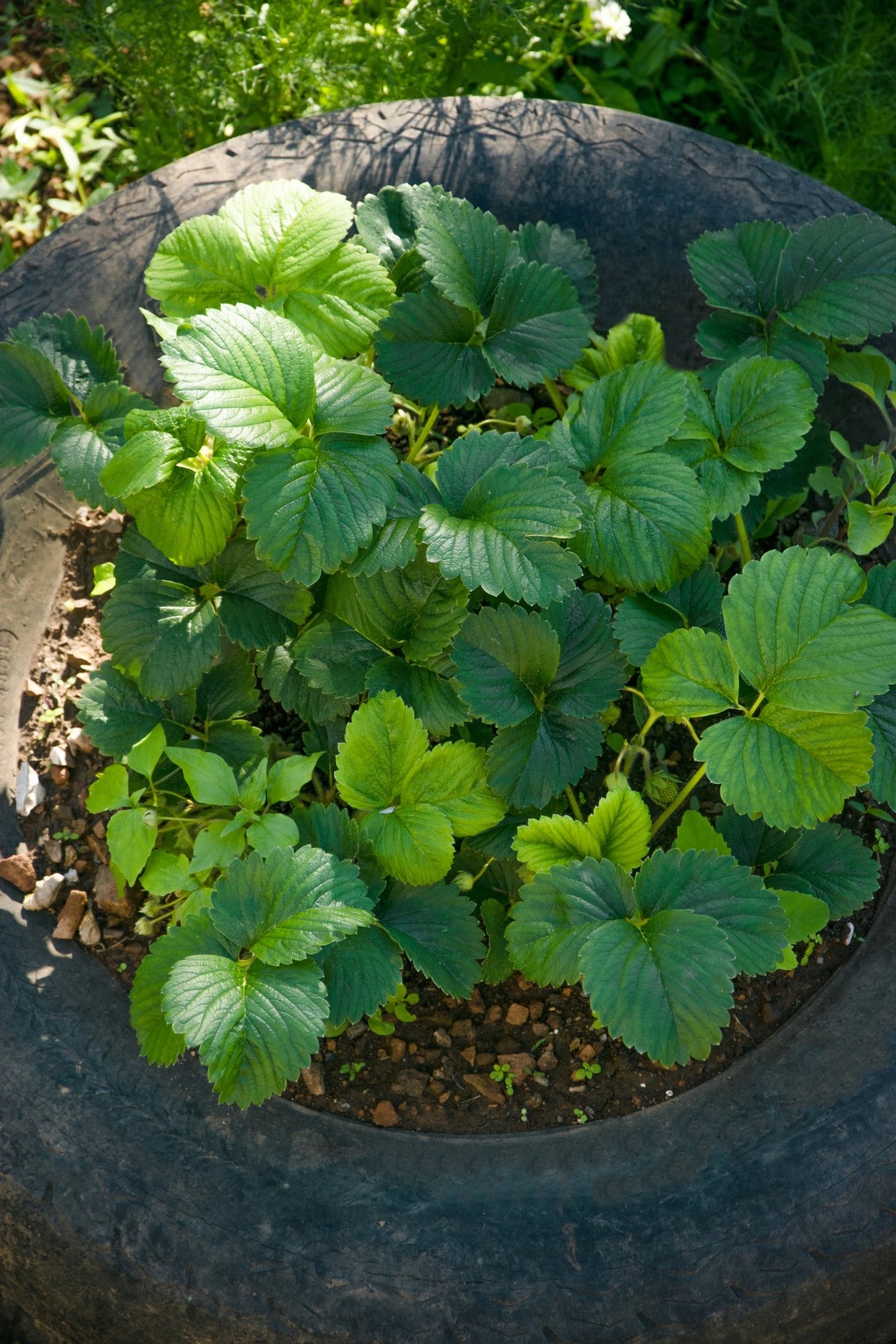 Tire strawberry raised bed