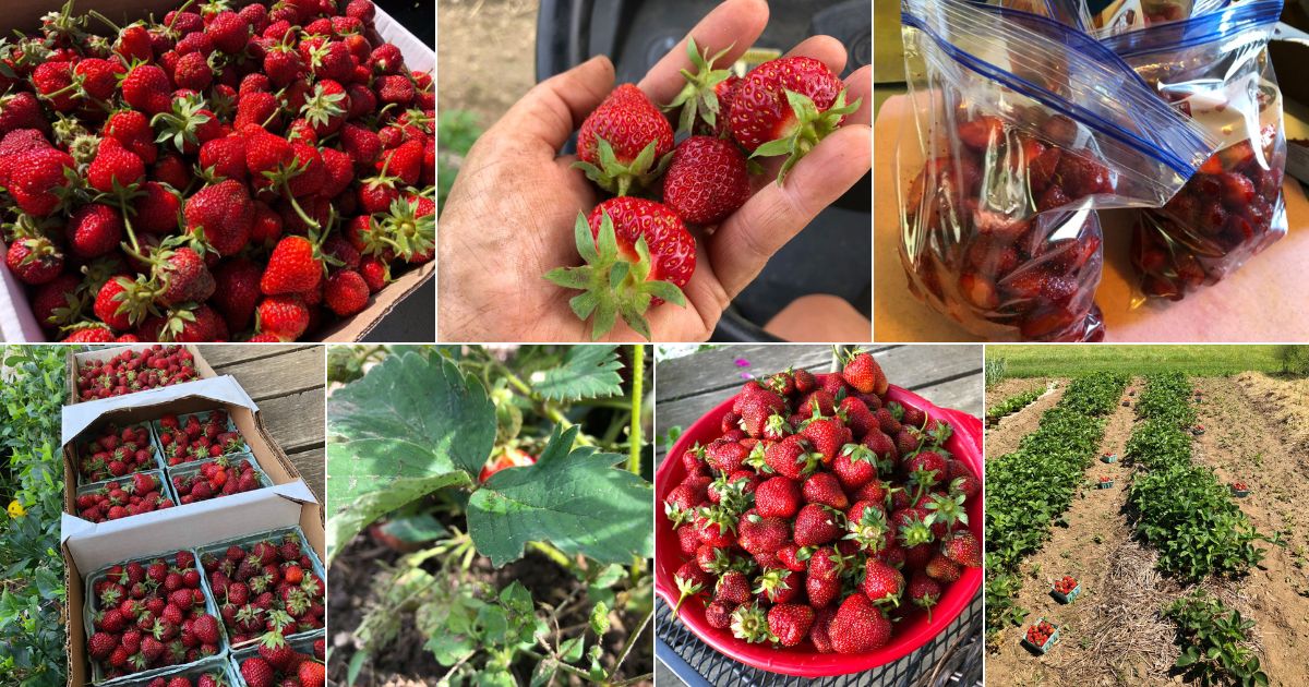 A collage of strawberry harvesting and preserving photos