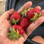 Freshly picked ripe strawberries on a hand.