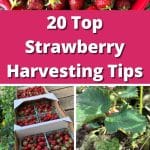20 Top Strawberry Harvesting Tips pinterest image.