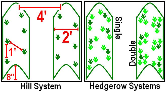 growing strawberries hill