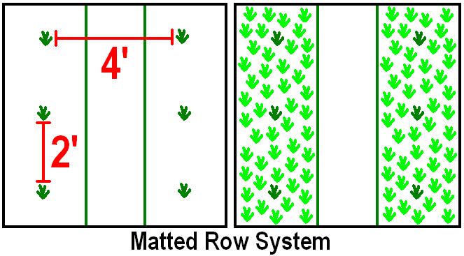 growing strawberries matted row1 - چگونه از نشاء توت فرنگی مراقبت نماییم ؟