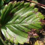 strawberry plant leaf spot