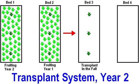 can i transplant strawberries in the fall