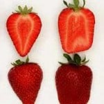 benicia strawberries benicia strawberries