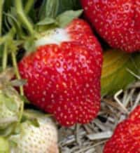 chandler strawberries