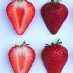 mojave strawberries mojave strawberries
