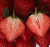 sweet charlie strawberries
