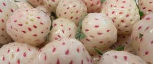 pineberry seeds for sale