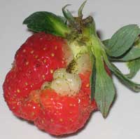 deformed strawberry