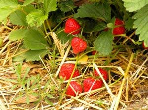 organic strawberry plants