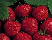 buy strawberries