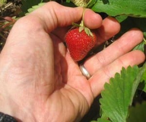 Erdbeeren pflücken