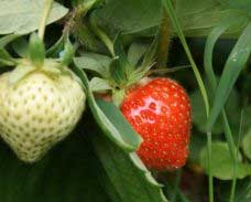 recommended strawberry varieties by state