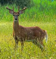 Do Deer Eat Strawberries Strawberry Plants Org