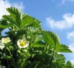 Do Strawberry Plants Grow Up Tall