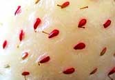 strawberry seeds