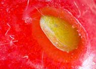 where to buy strawberry seeds