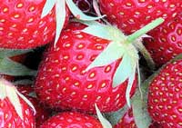 storing strawberries