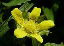 strawberry plants with yellow flowers