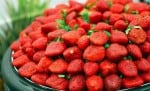 4 Secrets to Growing Loads of Organic Strawberries – Strawberry Plants ...