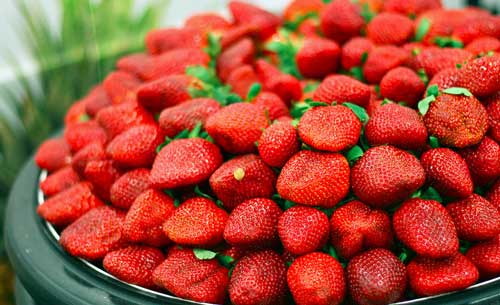 4 secrets to growing loads of organic strawberries