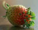 seeds sprouting from strawberry