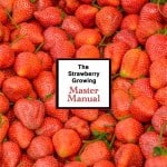 The Strawberry Growing Master Manual