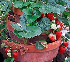 container strawberries