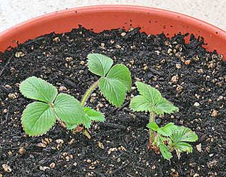 strawberries growing containers strawberry plants asked bob