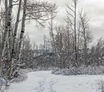 Winterizing Strawberry Plants &ndash; Strawberry Plants . org