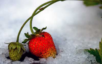 winterizing strawberry plants