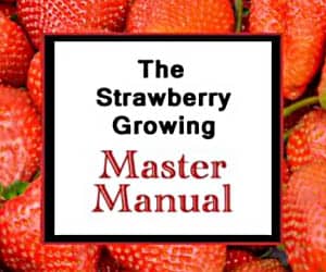 What Are Strawberry Runners Stolons Strawberry Plants Org