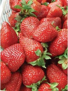 Albion Strawberry Variety Info And Grow Guide (Fragaria x ananassa