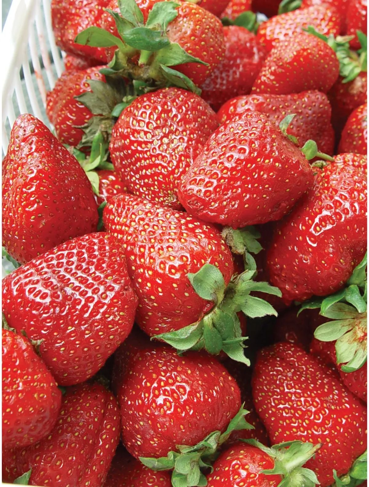 Basket full of ripe ablion strawberries.