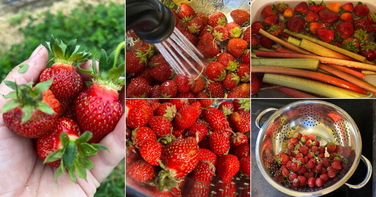 3-best-ways-to-wash-strawberries-when-and-how-to-strawberry-plants