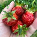 A hand full of freshly harvested ripe strawberries.