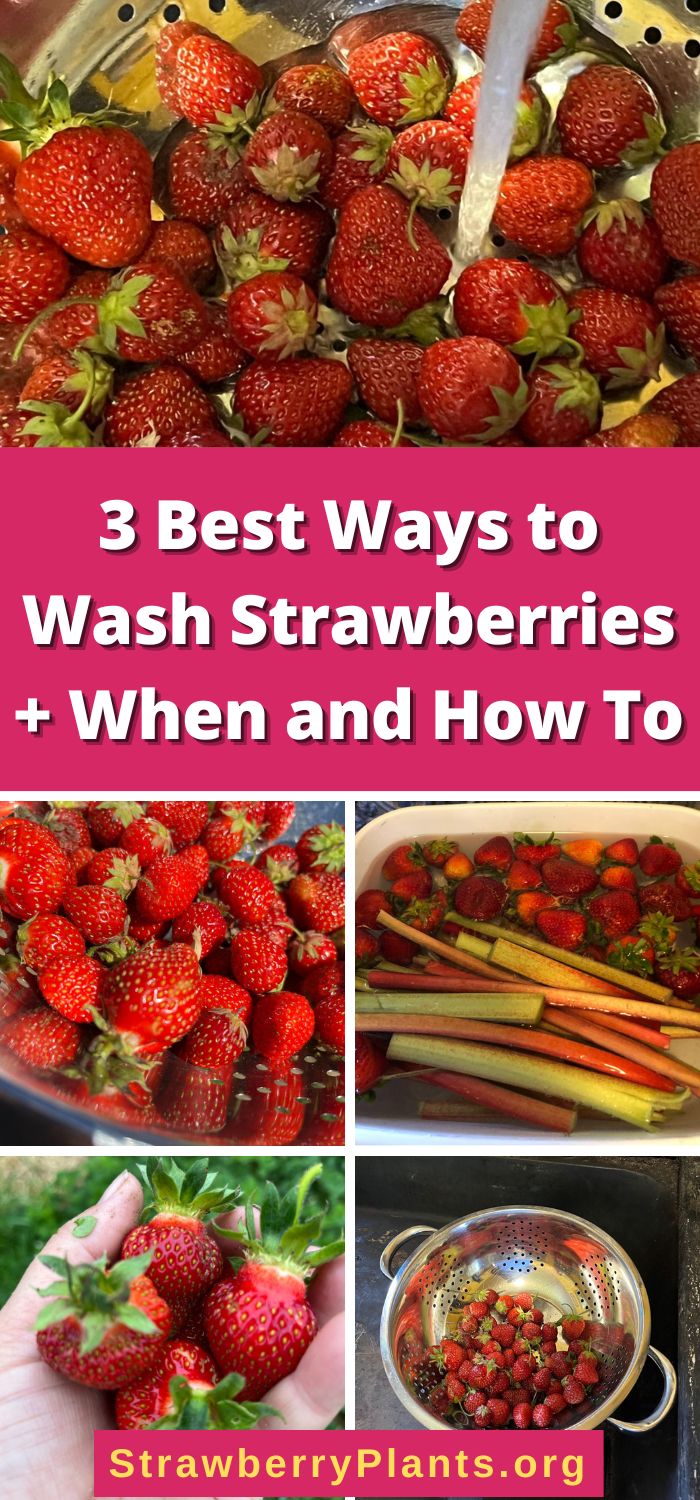 3 Best Ways to Wash Strawberries + When and How To Strawberry Plants