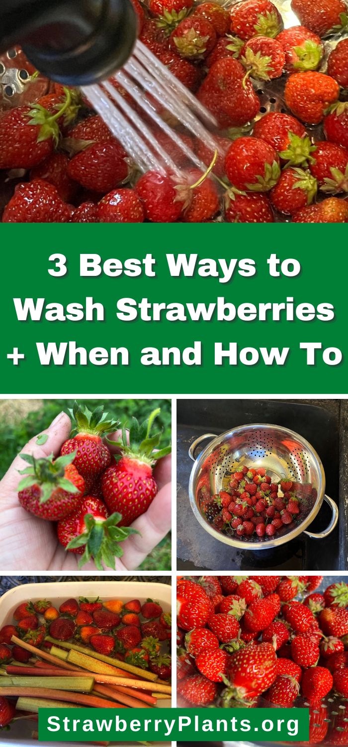 3 Best Ways to Wash Strawberries + When and How To – Strawberry Plants