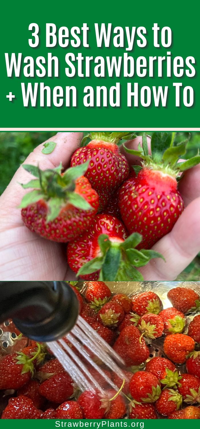 3 Best Ways to Wash Strawberries + When and How To – Strawberry Plants