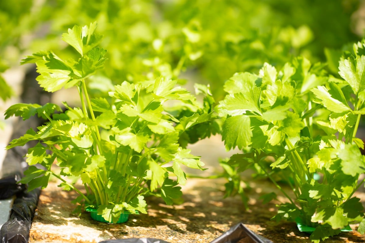 Cilantro growing in the sun.