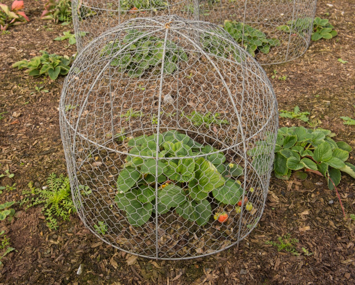 Strawberry plant covered with wired cloche.