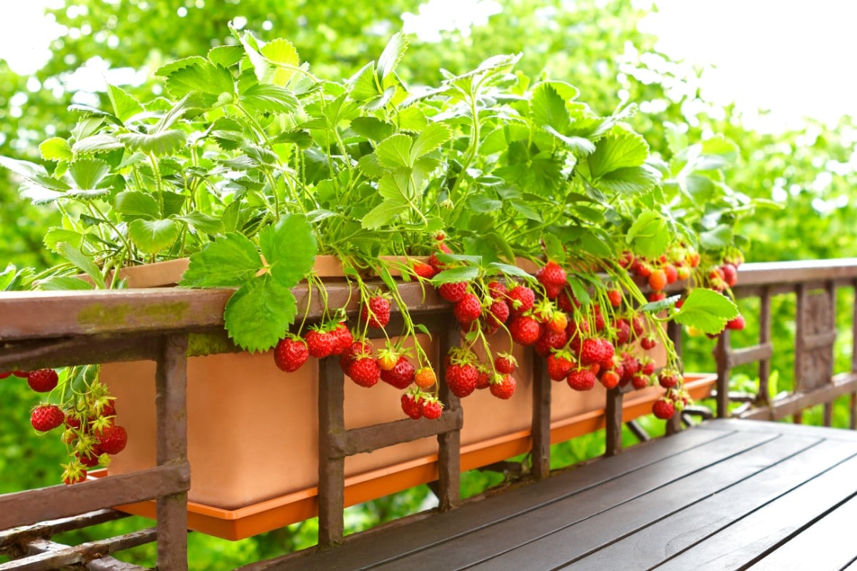Strawberry plant producing fruit in a horizontal planter.