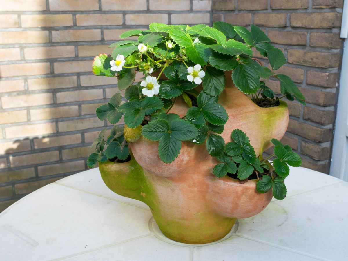 Flowering strawberry plants in a terracotta pot on a white table.