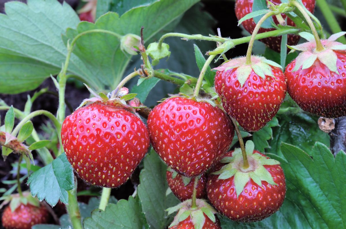 Gasana strawberry variety with ripe fruits.