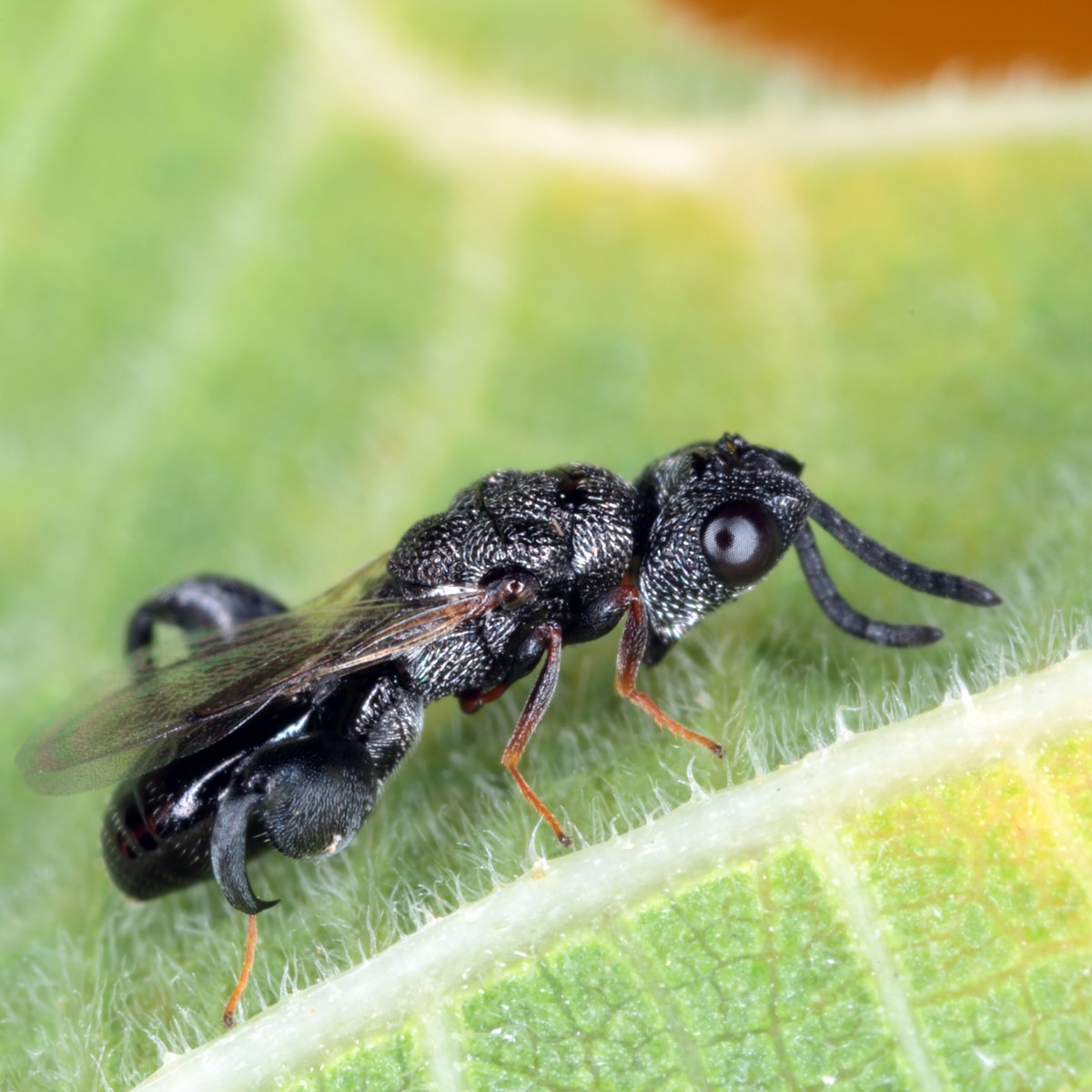 Parasitic wasp close up photo.