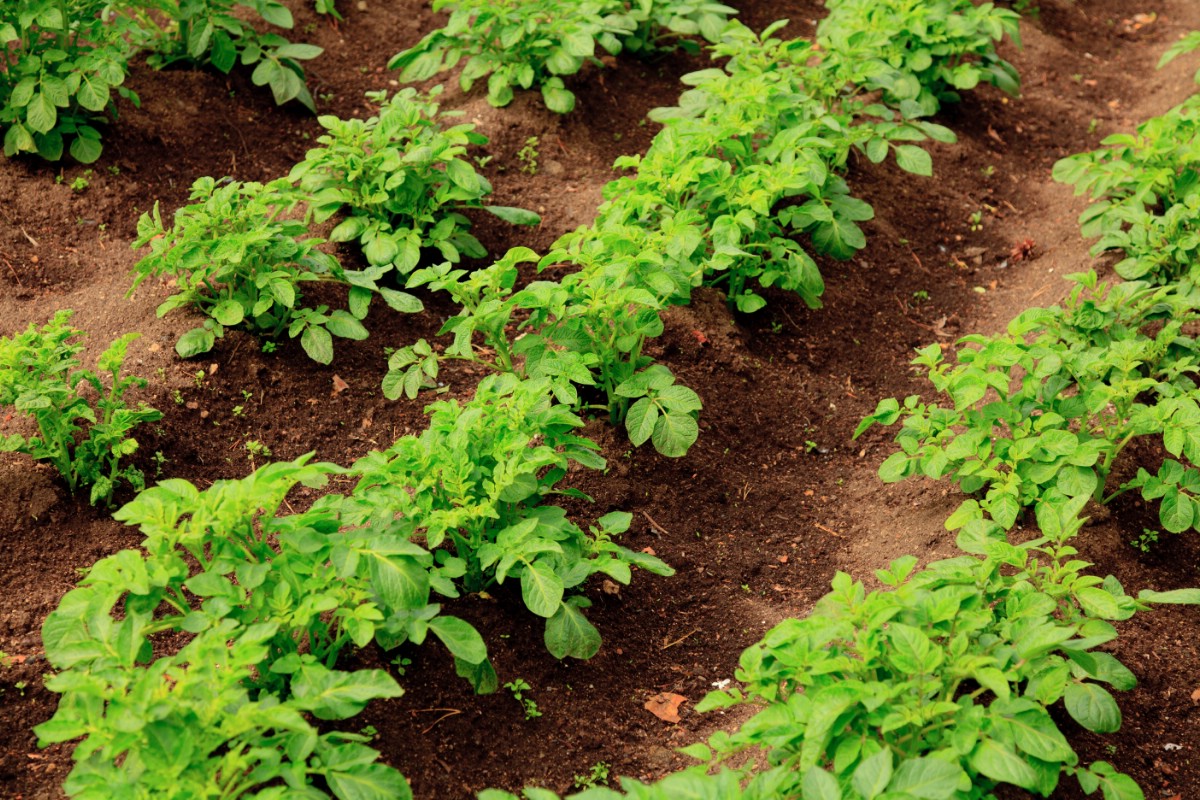 Potato plants in the garden.